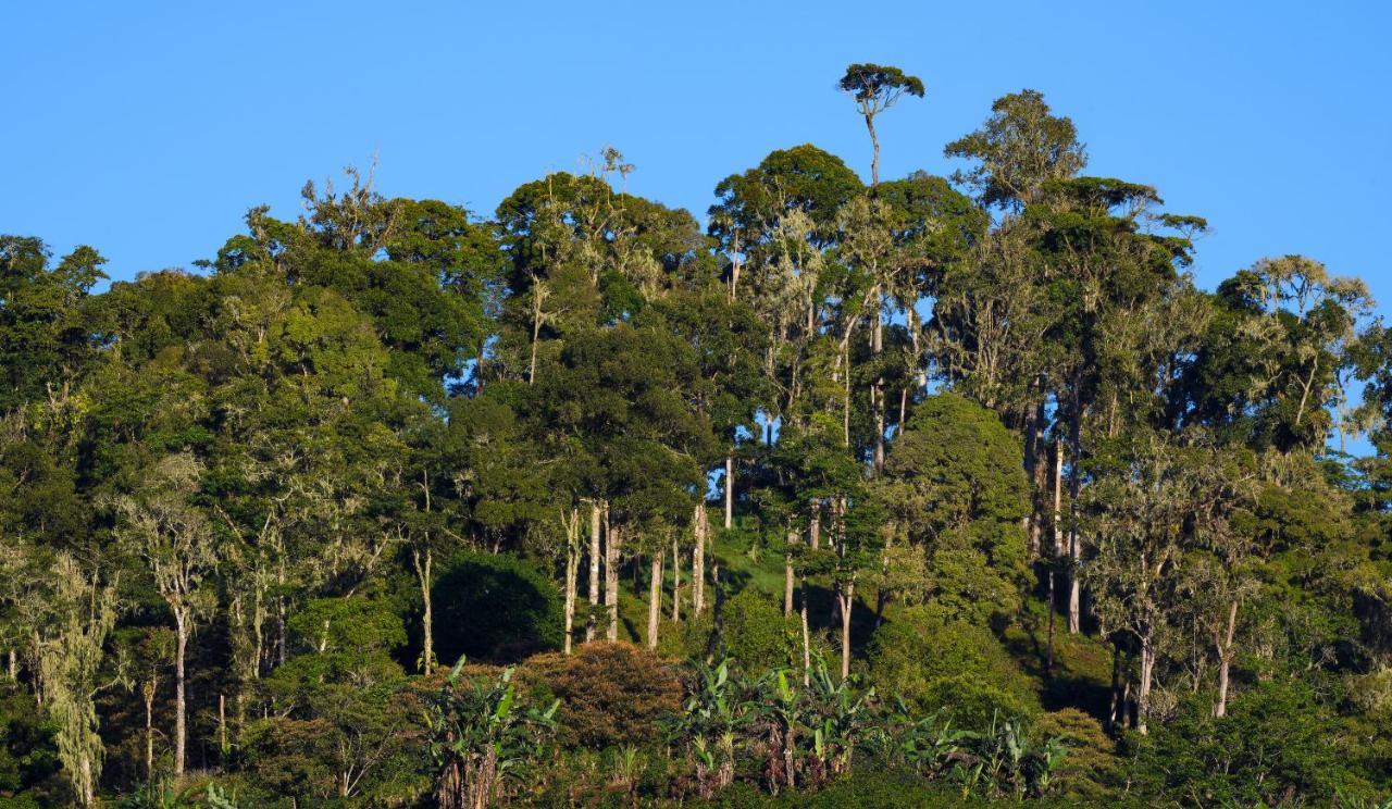 Arte De Plumas Birding Lodge Cartago Luaran gambar