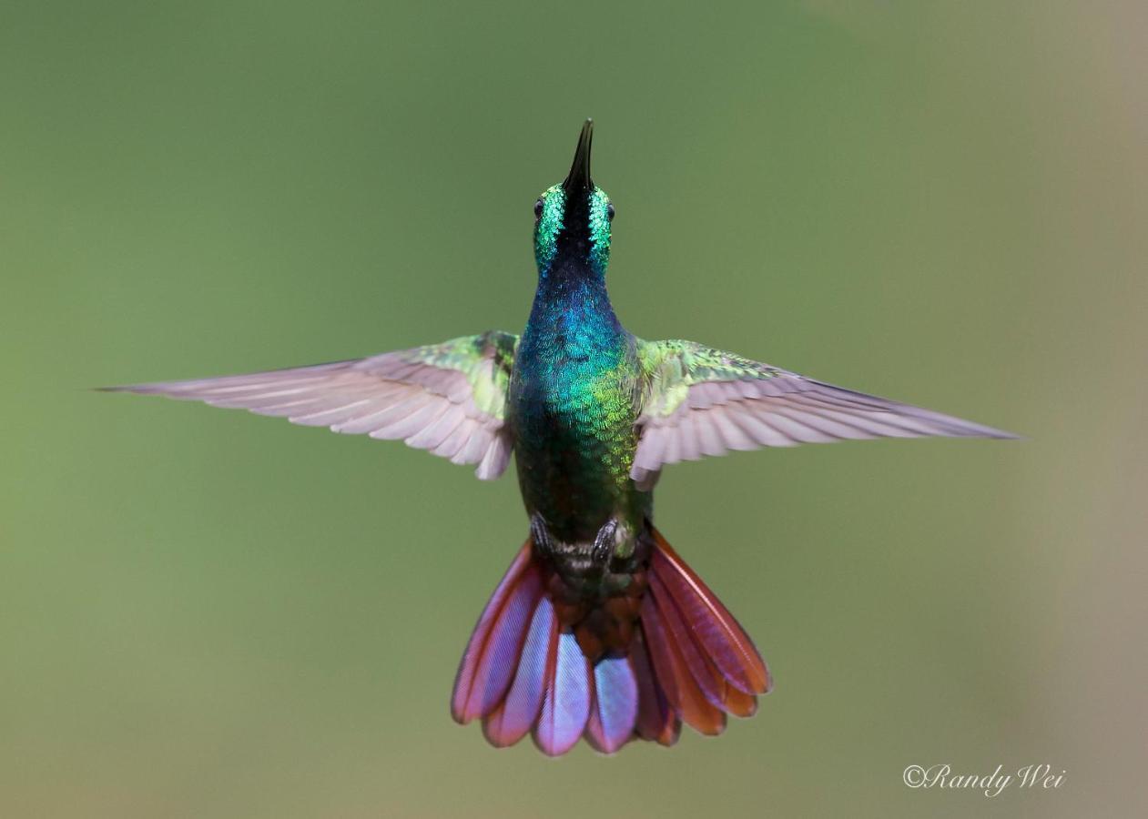 Arte De Plumas Birding Lodge Cartago Luaran gambar