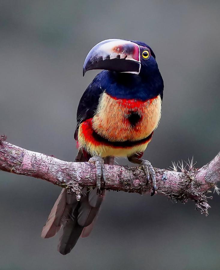 Arte De Plumas Birding Lodge Cartago Luaran gambar