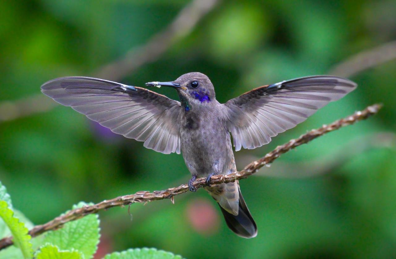 Arte De Plumas Birding Lodge Cartago Luaran gambar