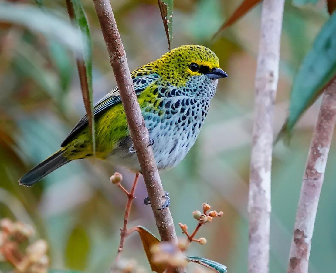 Arte De Plumas Birding Lodge Cartago Luaran gambar