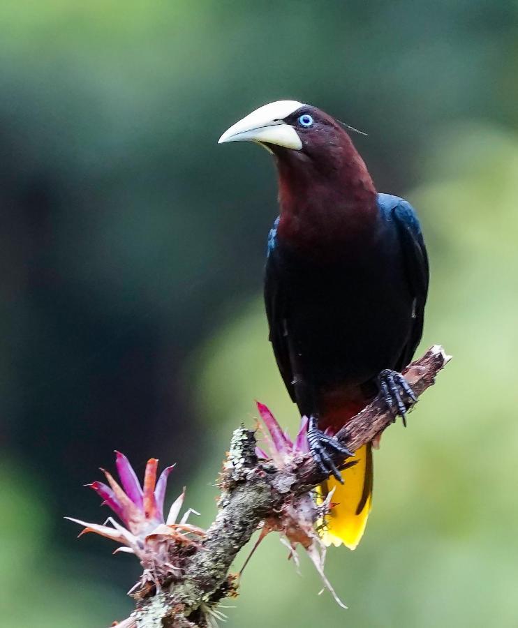 Arte De Plumas Birding Lodge Cartago Luaran gambar