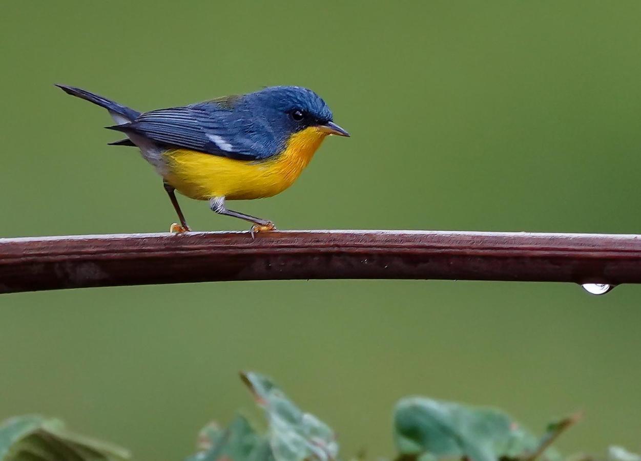 Arte De Plumas Birding Lodge Cartago Luaran gambar