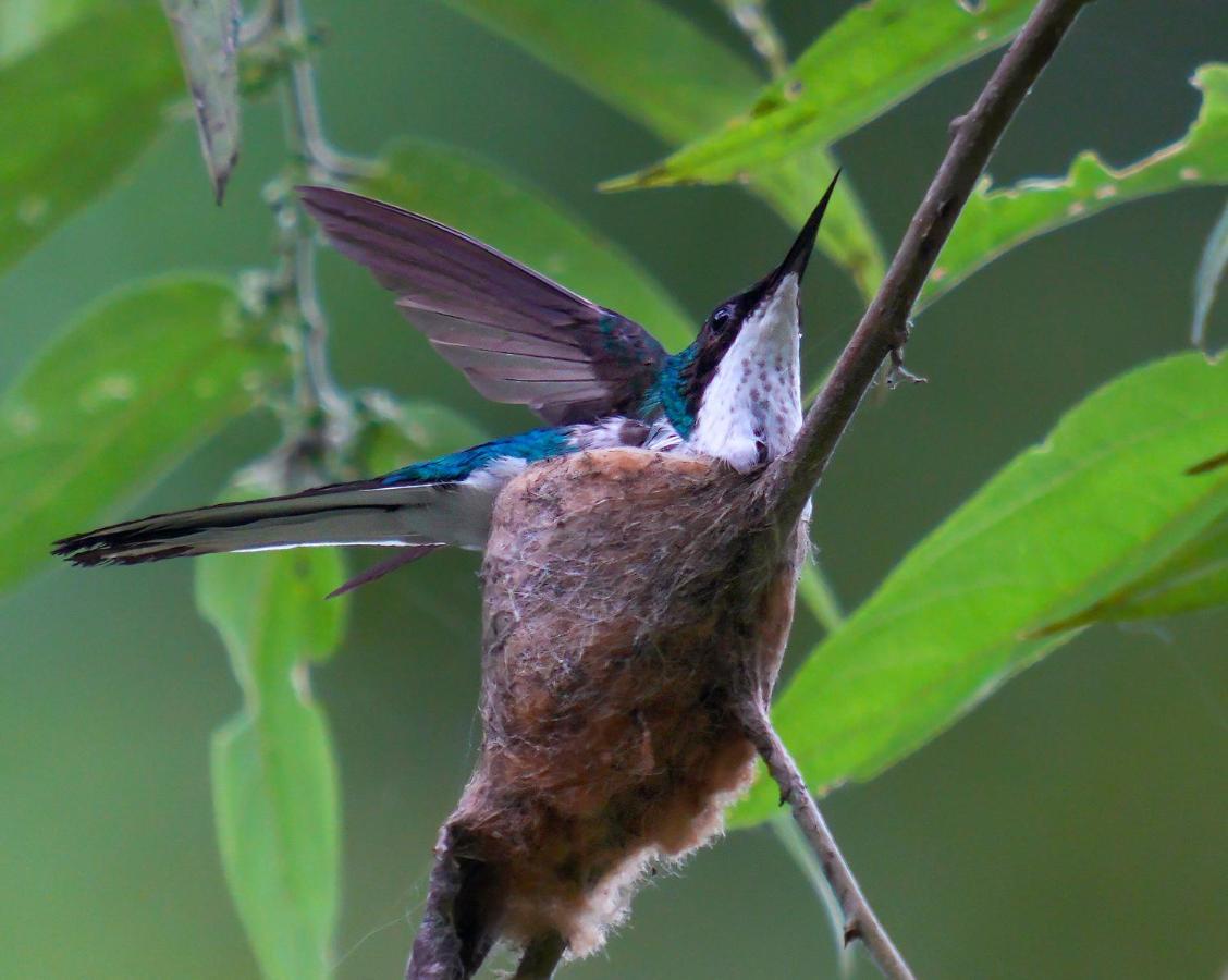 Arte De Plumas Birding Lodge Cartago Luaran gambar