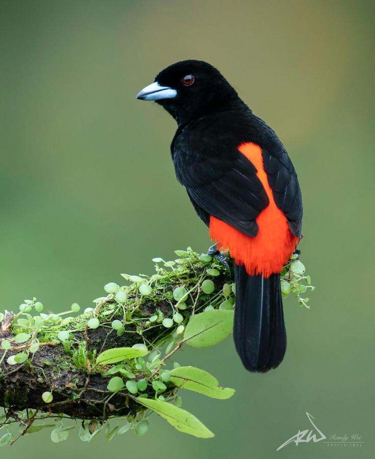 Arte De Plumas Birding Lodge Cartago Luaran gambar