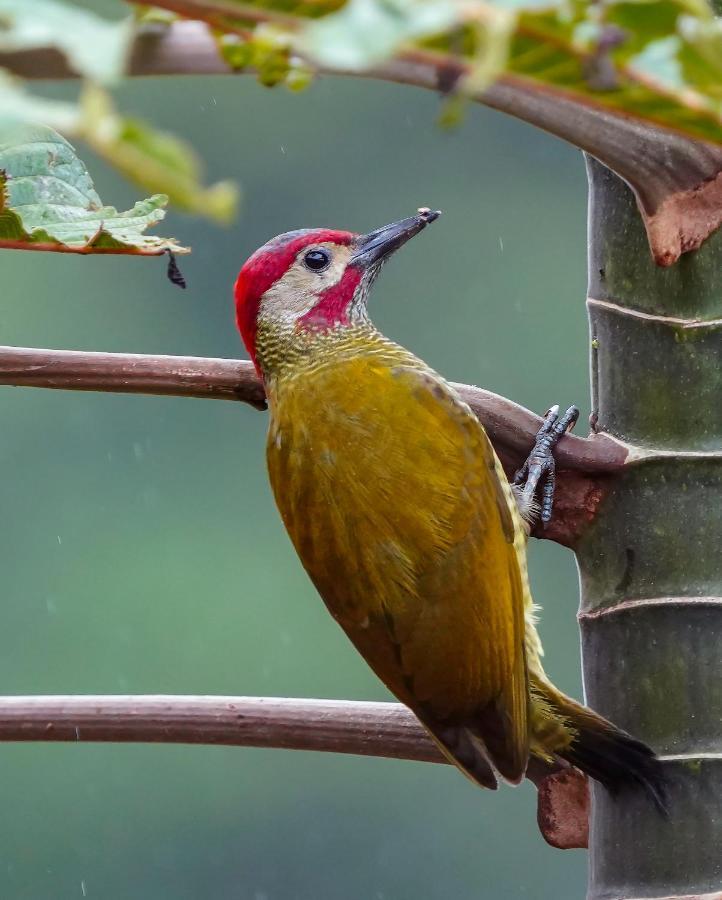 Arte De Plumas Birding Lodge Cartago Luaran gambar
