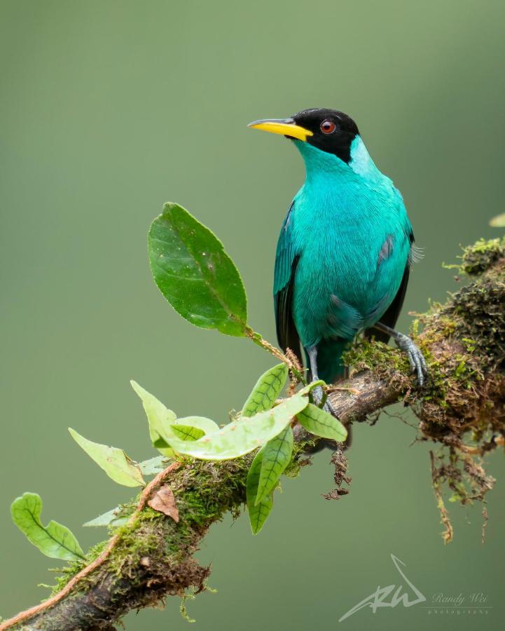 Arte De Plumas Birding Lodge Cartago Luaran gambar