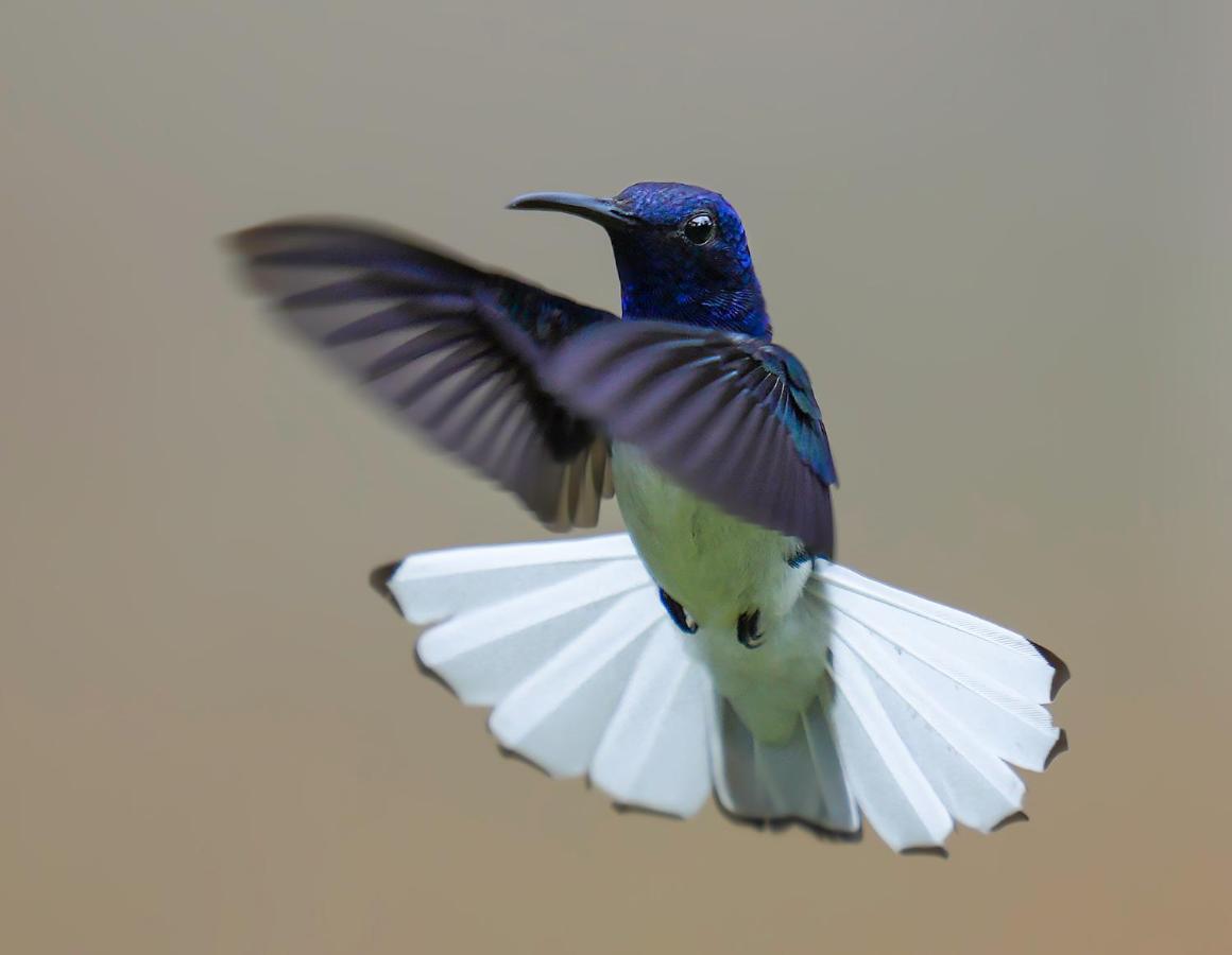 Arte De Plumas Birding Lodge Cartago Luaran gambar