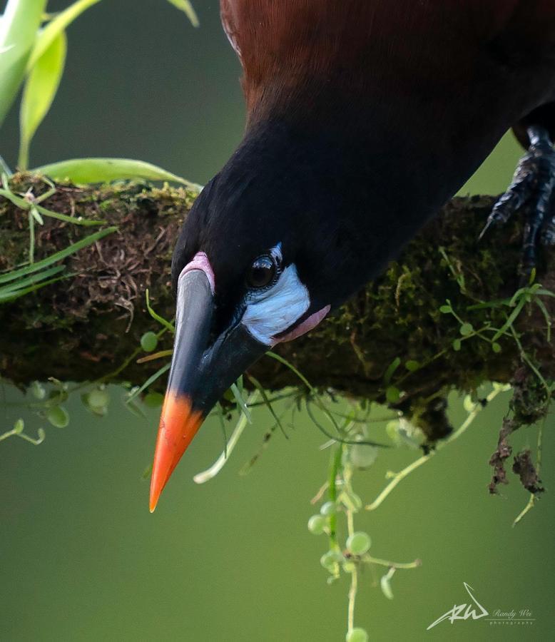 Arte De Plumas Birding Lodge Cartago Luaran gambar
