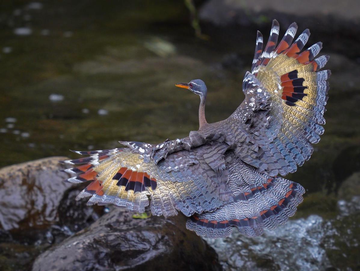 Arte De Plumas Birding Lodge Cartago Luaran gambar