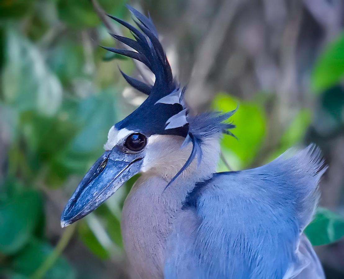 Arte De Plumas Birding Lodge Cartago Luaran gambar