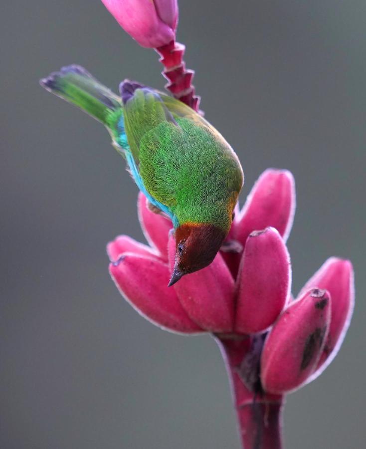 Arte De Plumas Birding Lodge Cartago Luaran gambar