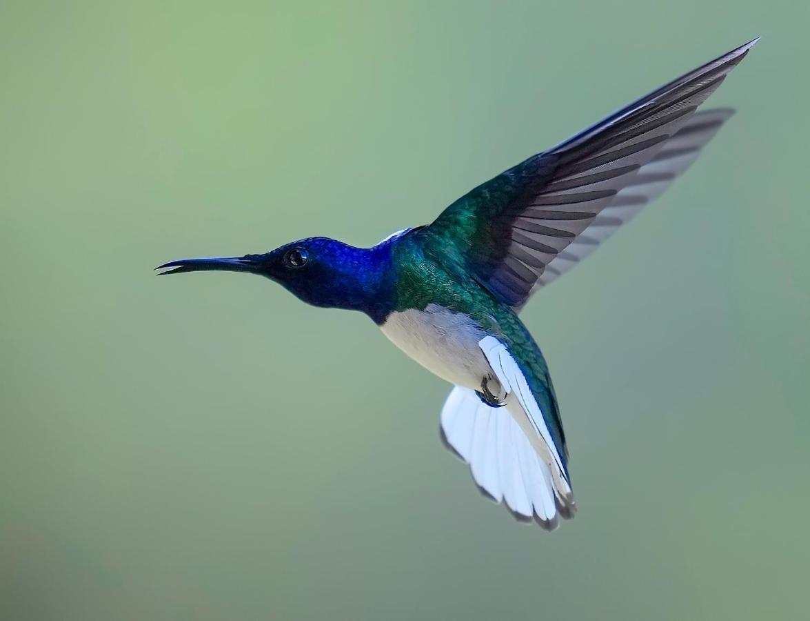 Arte De Plumas Birding Lodge Cartago Luaran gambar
