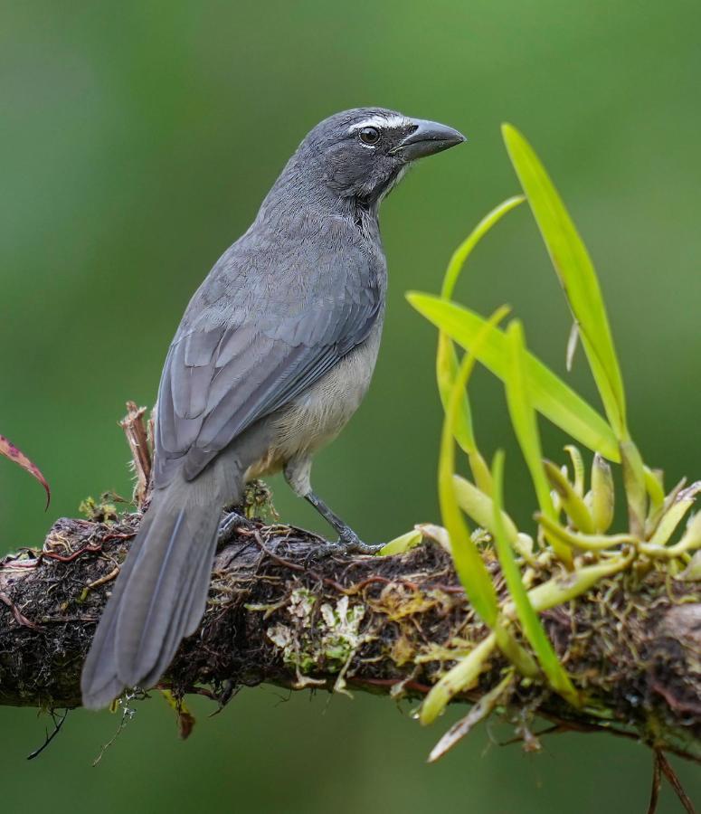 Arte De Plumas Birding Lodge Cartago Luaran gambar