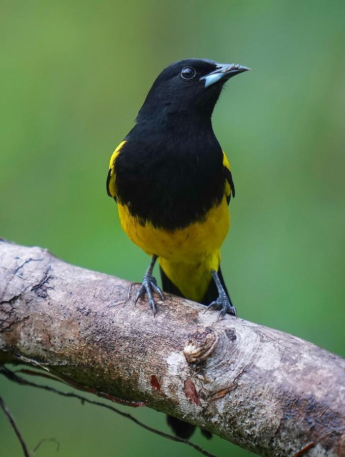 Arte De Plumas Birding Lodge Cartago Luaran gambar