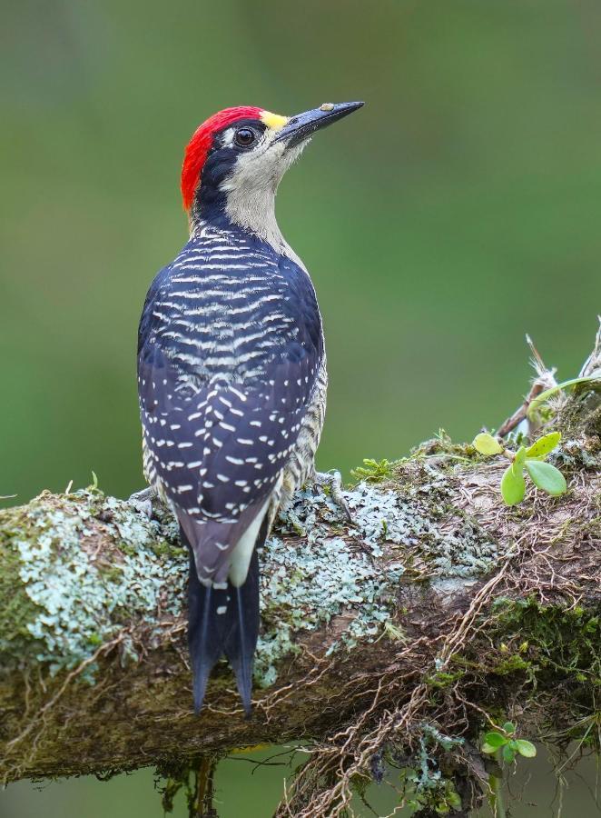Arte De Plumas Birding Lodge Cartago Luaran gambar